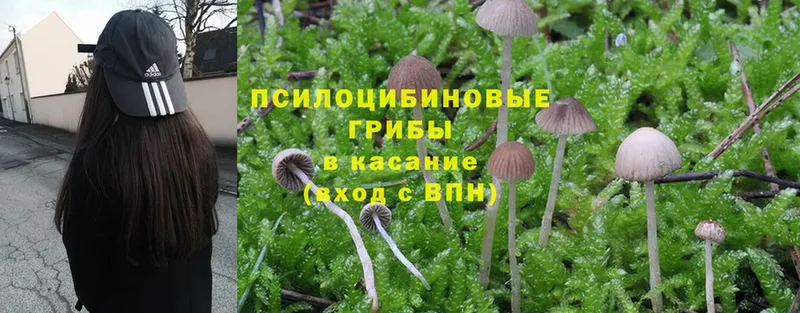 где купить наркотик  Петровск-Забайкальский  Галлюциногенные грибы ЛСД 