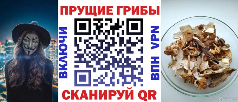 магазин продажи наркотиков  Петровск-Забайкальский  Псилоцибиновые грибы GOLDEN TEACHER 